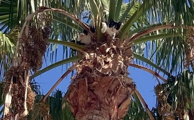 Rescatan a un gato atrapado en una palmera en San Agustín