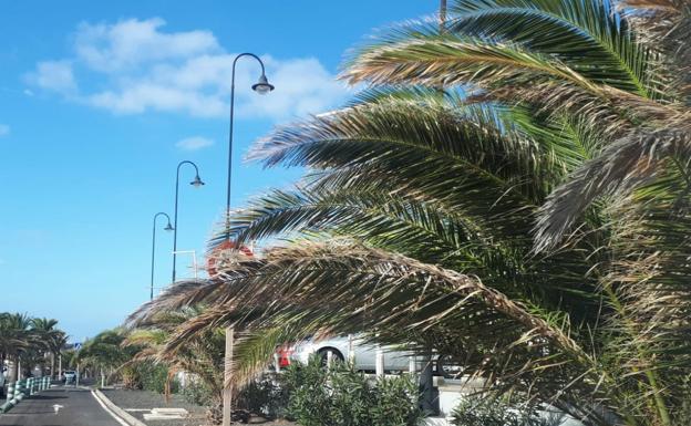 Feas palmeras en Costa Teguise, lamenta Cs
