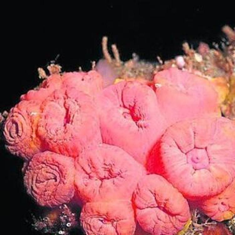 La salud de los corales de Canarias se somete a examen