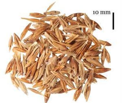 ¿Pueden unas semillas de cebada reescribir la historia aborigen de Canarias?