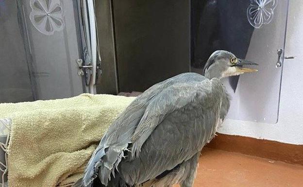 El Centro de Fauna Silvestre atiende a una garza real inmóvil por botulismo