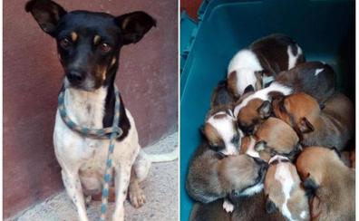 Diez cachorros y su madre, tirados en un contenedor de Gáldar