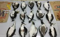 Dos detenidos por cazar al menos 16 ejemplares de pardela en Fuerteventura