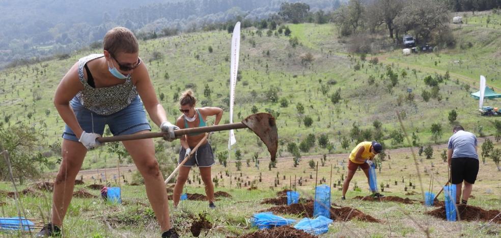 Foresta y los regatistas de la ARC plantan 126 árboles en una finca de Teror