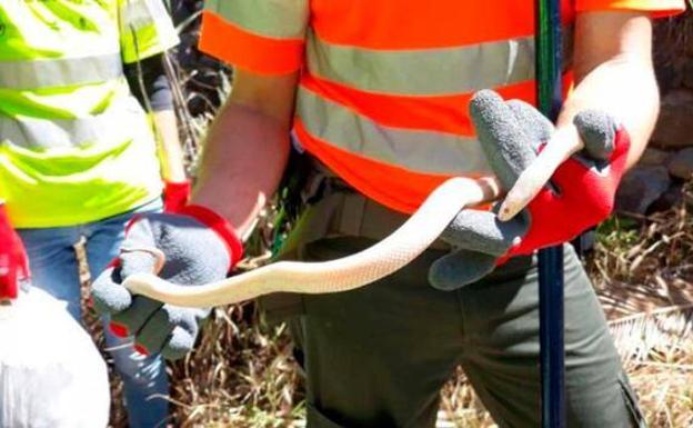 Canarias crea una red de alerta temprana frente a especies invasoras