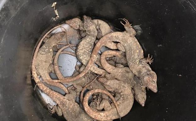 Liberan 50 lagartos gigantes en la punta de Agache