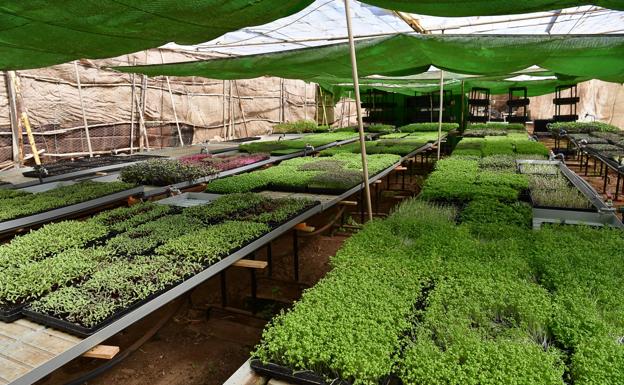 Microvegetales a golpe de clic