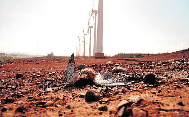Al menos 80 aves han fallecido en la isla en 2 años al chocar con aerogeneradores