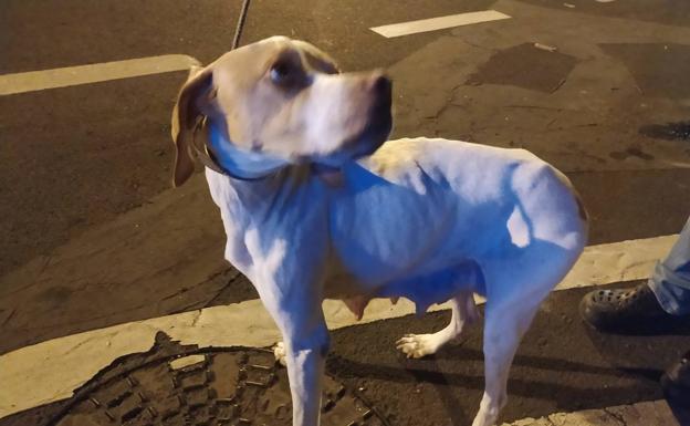 La Policía Local localiza una perra perdida en Tenoya