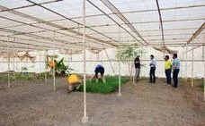 El Gobierno canario saca a consulta el reglamento de utilización del suelo agrario