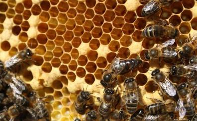 La ULPGC se propone fecundar y ceder a los apicultores 2.000 reinas de la abeja negra canaria