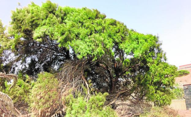 Búsqueda y dignificación de los árboles singulares