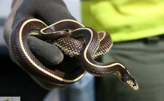 El Gobierno de Canarias y el CSIC estudiarán el impacto de la culebra californiana en Gran Canaria