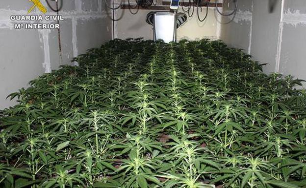 Detectan por el olor una plantación de marihuana en un almacén de Puerto del Rosario