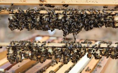 Convocan ayudas para la producción de miel de abeja negra