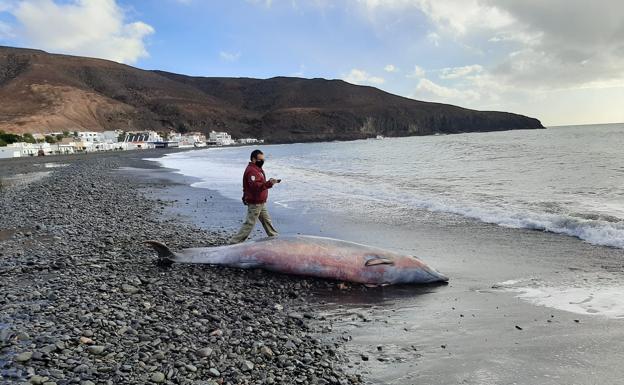 Giniginámar se levanta con un zifio de Cuvier varado en la playa