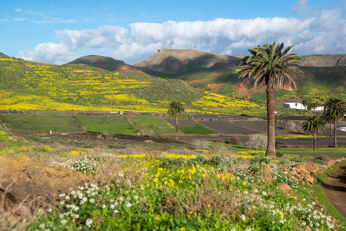 El paso de Filomena tiñe de verde el paisaje volcánico de Lanzarote