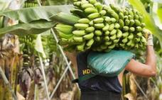 Abierto el plazo para pedir la ayuda a los productores de plátano con IGP