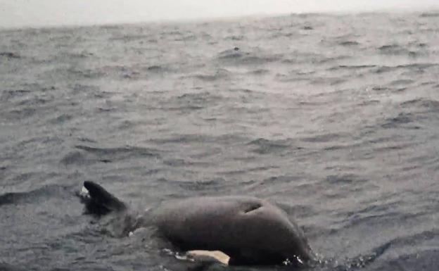 El 'juego' de las orcas con un velero