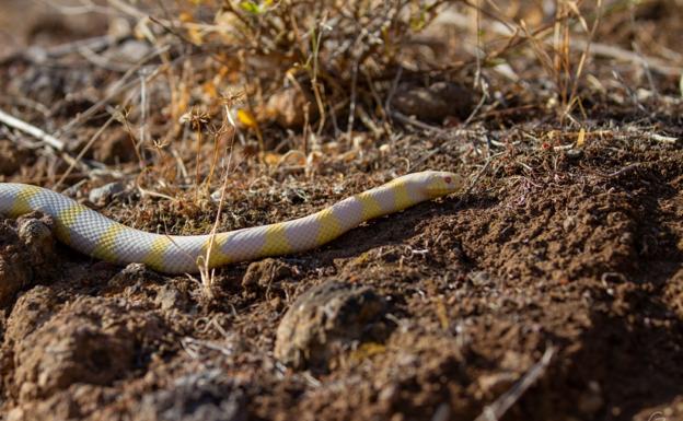 Capturadas casi 2.000 serpientes durante 2020, 903 más que en 2019