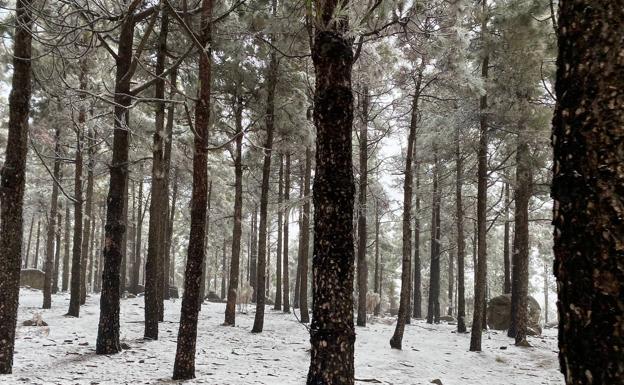 Día gélido con nieve en la cumbre de Gran Canaria