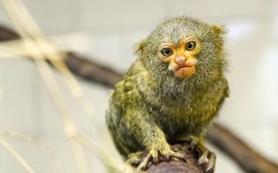 Oasis Wildlife acoge dos familias de titi pigmeo, uno de los primates más pequeños