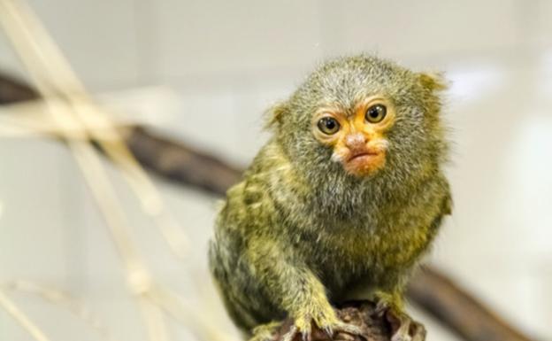 Oasis Wildlife acoge dos familias de titi pigmeo, uno de los primates más pequeños