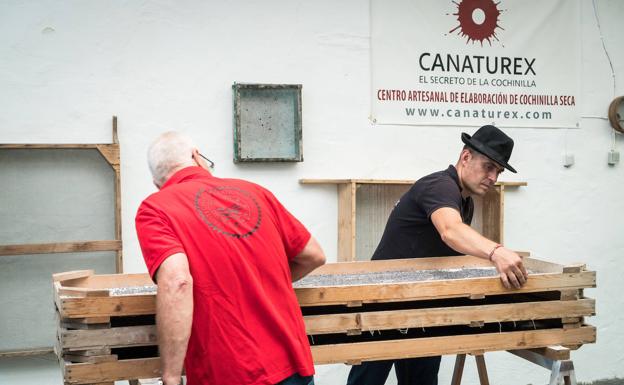 El único productor de cochinilla critica el «trato discriminatorio» del Gobierno