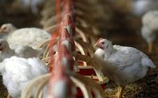 Detectan en Rusia siete casos de una nueva gripe aviar en humanos