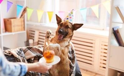 ¿Que un año de perro son siete años humanos? Bueno, eso depende