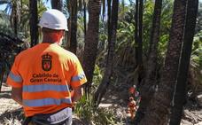 6.700 palmeras quedarán libres de cañas y los operarios limpiarán 60 barrancos