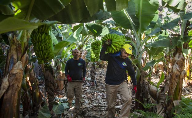 El sector platanero confía en que la PNL cuente con «todos los apoyos» en el Parlamento de Canarias