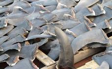 La sobrepesca liquida el 70% de los grandes tiburones en medio siglo