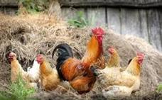 Gripe aviar H5N8: ¿existe riesgo para los seres humanos?