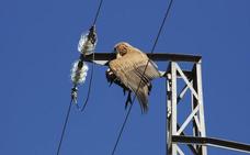 El Gobierno echa un cable a los pájaros