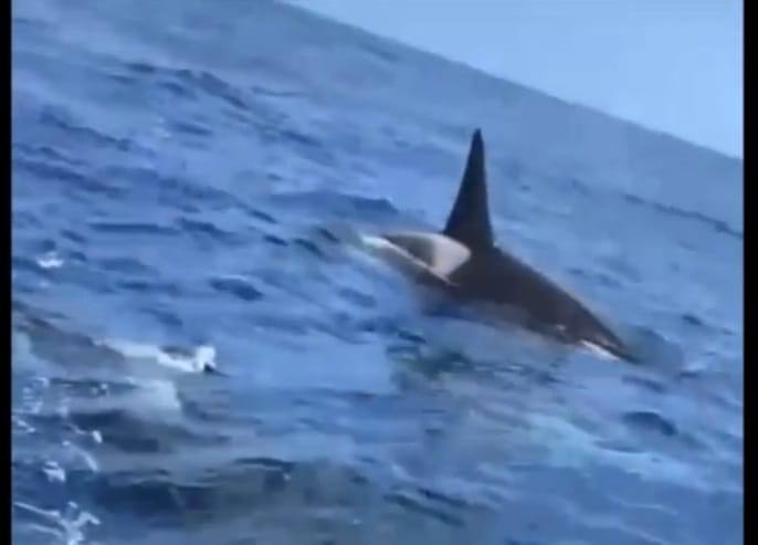 Graban a un grupo de orcas cerca de la costa de Telde