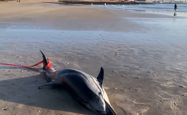 Un delfín de más de dos metros vara en Playa Blanca