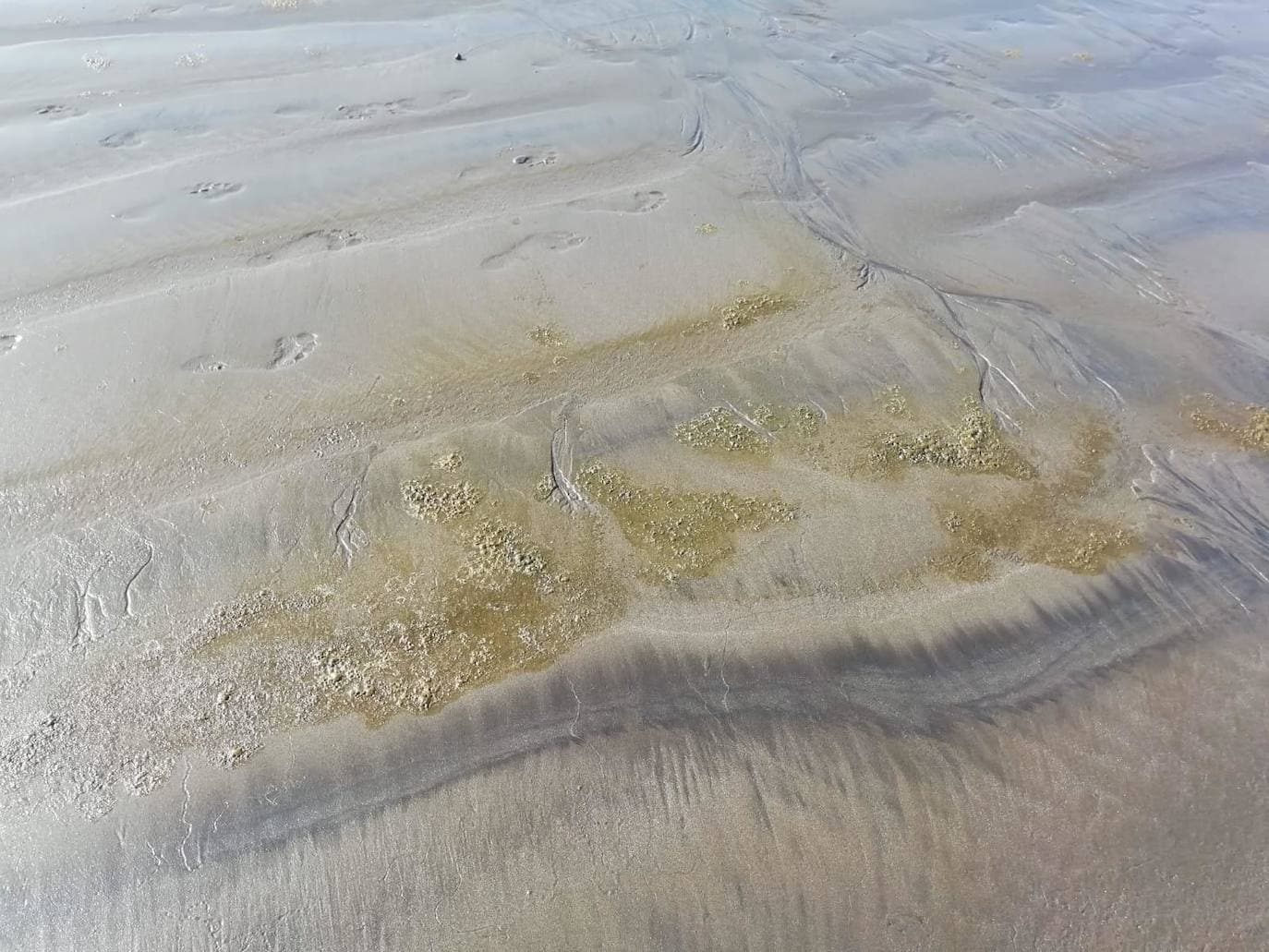 Las manchas en Playa del Águila eran de algas microscópicas, no de un vertido