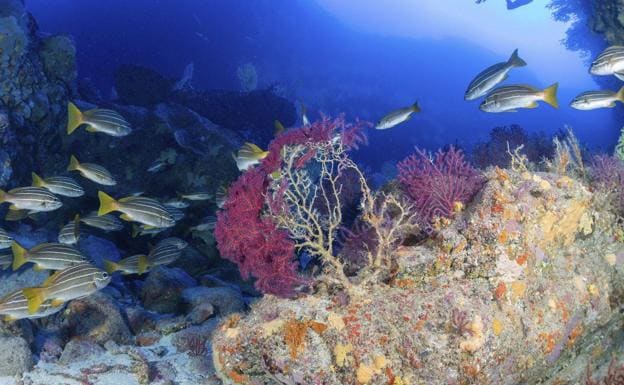 Los corales negros de Canarias, refugio de especies únicas