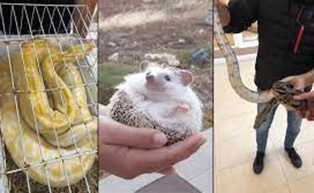 Decomisan tres ejemplares de animales exóticos que vendían por internet