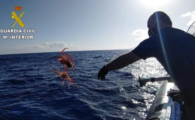 Intervienen 3 nasas ilegales de pesca con cangrejo rey en Lanzarote