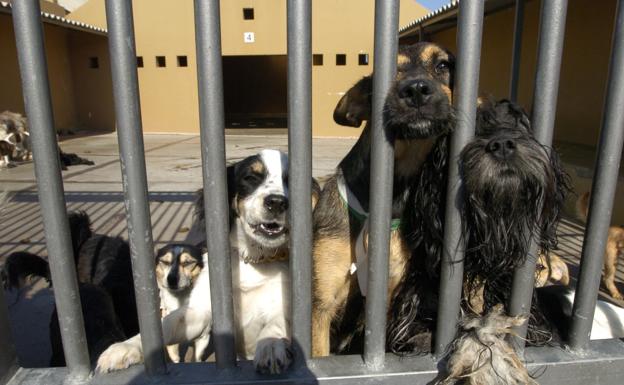 71 perros y 54 gatos de cada 100 entradas de 2020 en el Albergue fueron adoptados