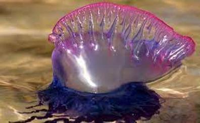 Avistan a la peligrosa medusa carabela portuguesa en playas de Valverde