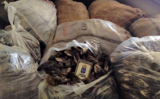 Incautan más de 480 kilos de marisco y pescado ilegal durante la Semana Santa