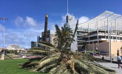 La ciudad pierde 882 palmeras en los últimos nueve años pero se plantan otras 2.406