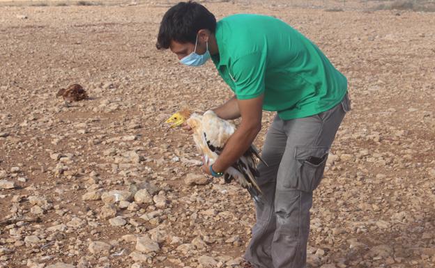 La guirre planea de nuevo sobre la rosa de la Monja