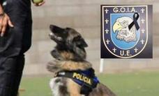 La Policía Local lamenta la muerte de Fonta, perra de la unidad canina