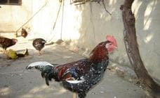 Varios colegios recuperan una gallina autóctona en peligro de extinción