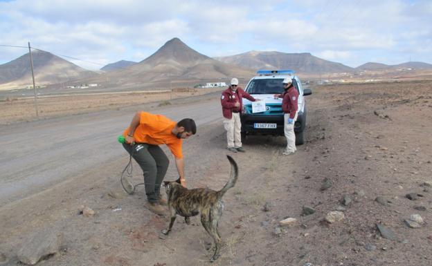 'Duc' y 'Menta', los expertos en detección de veneno de Fuerteventura