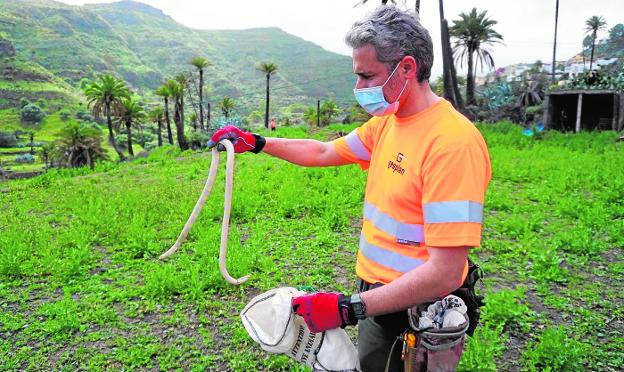 La captura de serpientes va a pulverizar el récord de 2020 | Canarias7